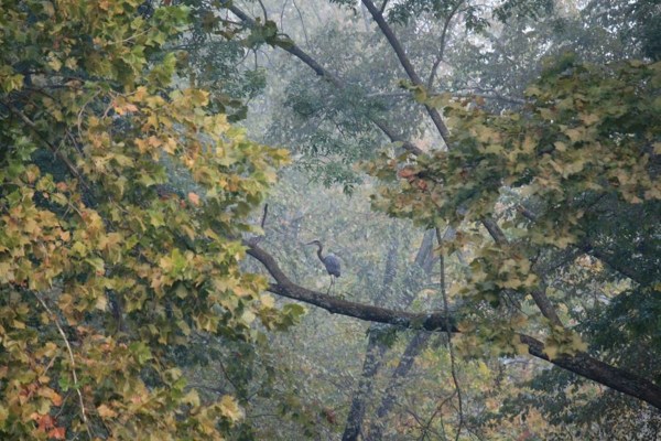 heron out on a limb