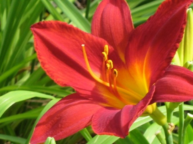 RED LILY 
